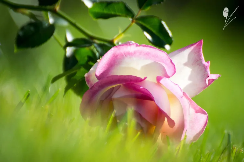 Portfolio fotografico - Rosa nel verde