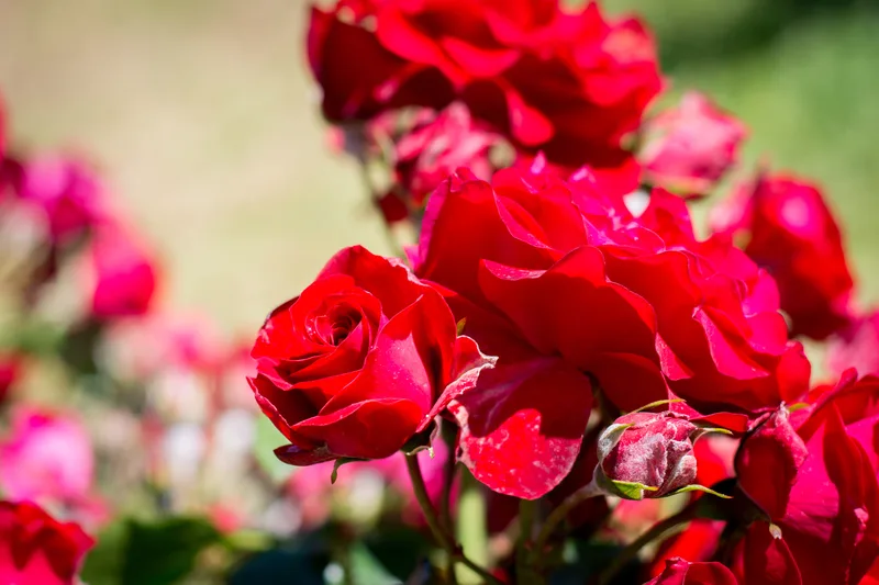 Portfolio fotografico - Rose in natura