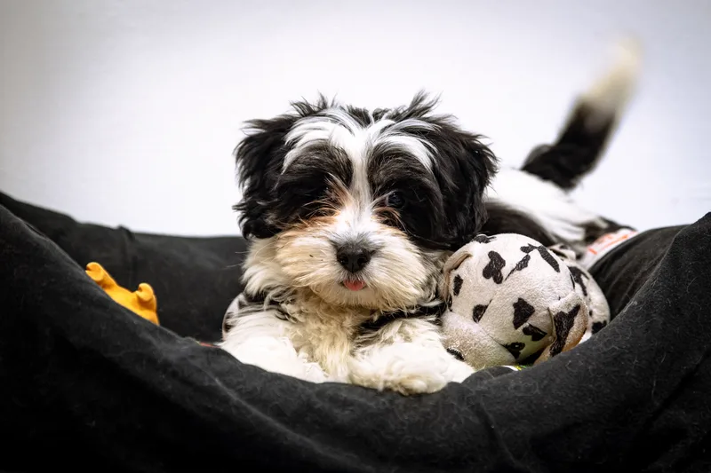 Portfolio fotografico - Ritratto di cucciolo