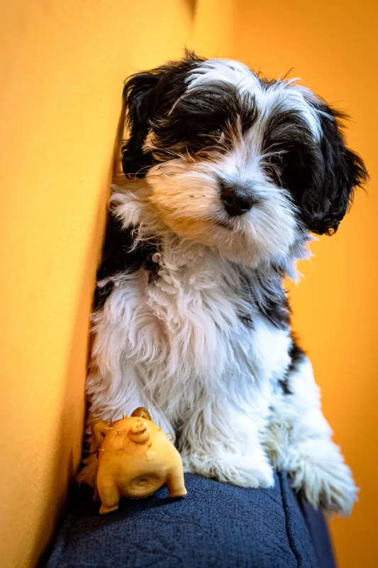 Portfolio fotografico - Ritratto di cucciolo — sguardo curioso