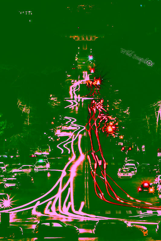 Il team WildSnapshot al lavoro